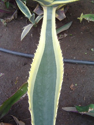 Saw Tooth Cactus